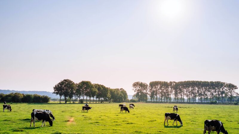 Brasil amplia exportação de carne bovina para o Vietnã