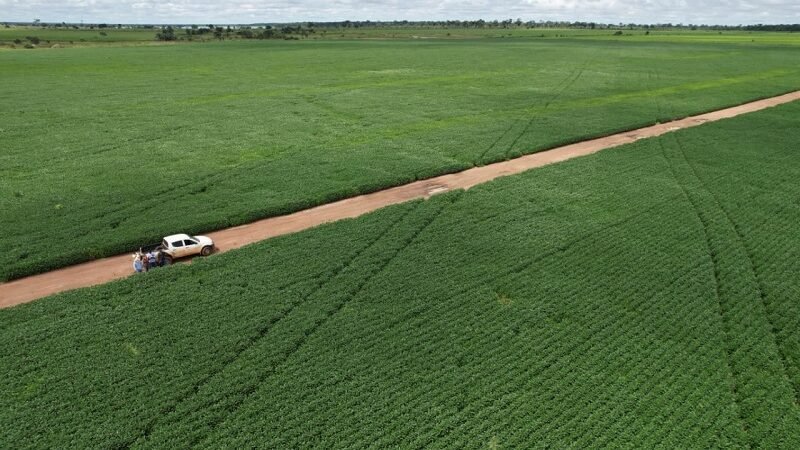 Vazio sanitário da soja começa neste sábado 08-06-2024 em Mato Grosso