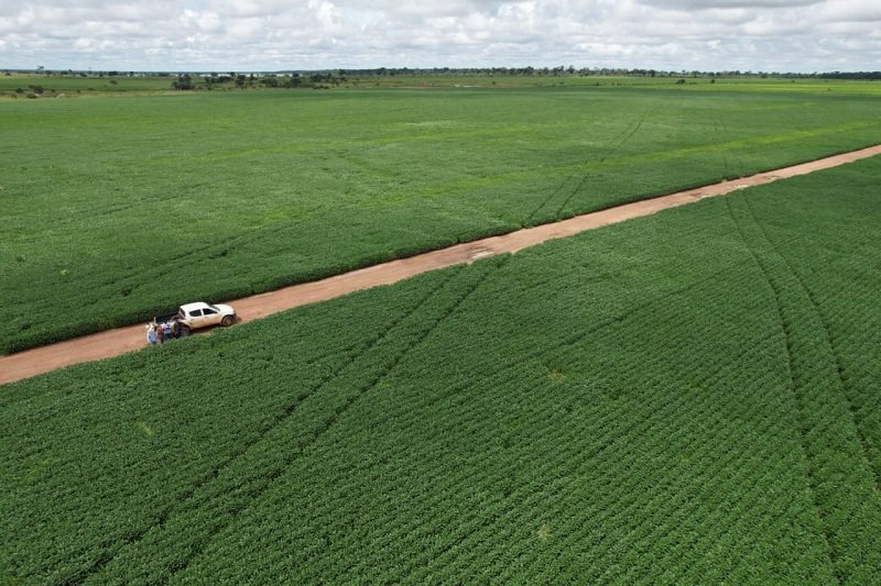 Vazio sanitário da soja começa neste sábado 08-06-2024 em Mato Grosso