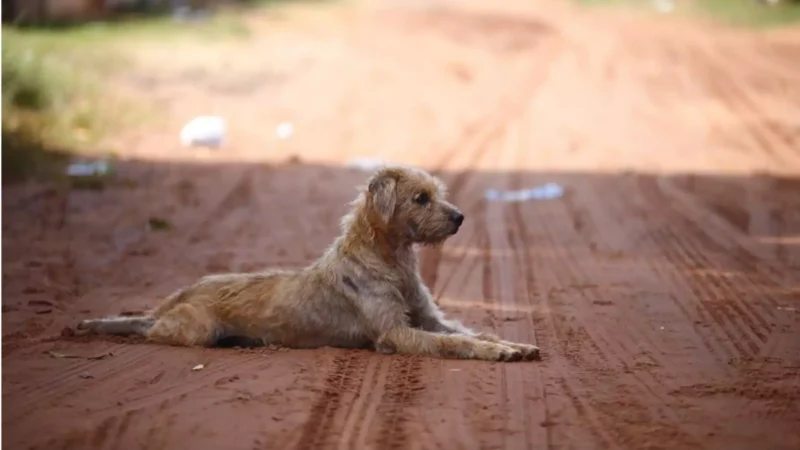 Justiça reconhece cão como membro da família e devolve animal a tutores em situação de rua