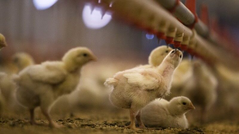 China reduz embargo a exportação de carne de frango apenas para o Rio Grande do Sul
