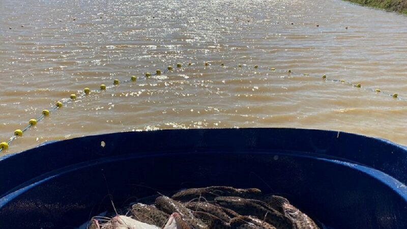Com o objetivo de fortalecer a cadeia produtiva do peixe, Cuiabá recebe Encontro dos Piscicultores – Jornal Advogado – Em Mato Grosso