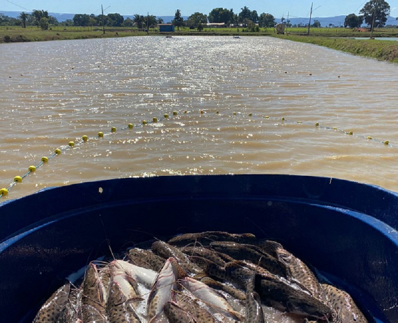 Com o objetivo de fortalecer a cadeia produtiva do peixe, Cuiabá recebe Encontro dos Piscicultores – Jornal Advogado – Em Mato Grosso
