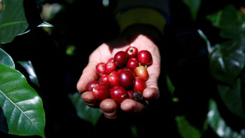 Disparada do preço vai tornar o café um produto de luxo? – Jornal Advogado – Em Mato Grosso