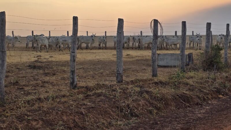 Indea e Gefron impedem entrada clandestina de gado vindo da Bolívia – Jornal Advogado – Em Mato Grosso