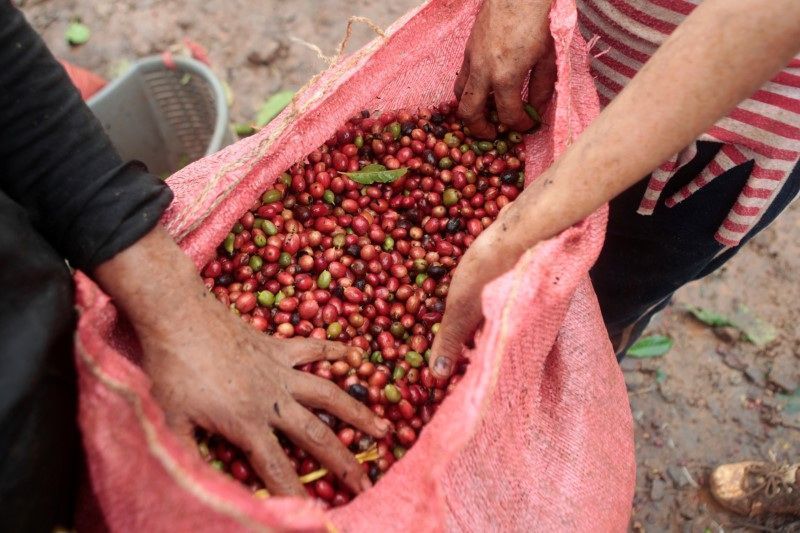 Preços do café disparam após geadas no Brasil, preocupação com frio permanece