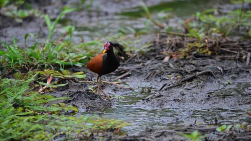 Parque Massairo Okamura recebe primeiro desafio de observação de aves neste domingo (08)