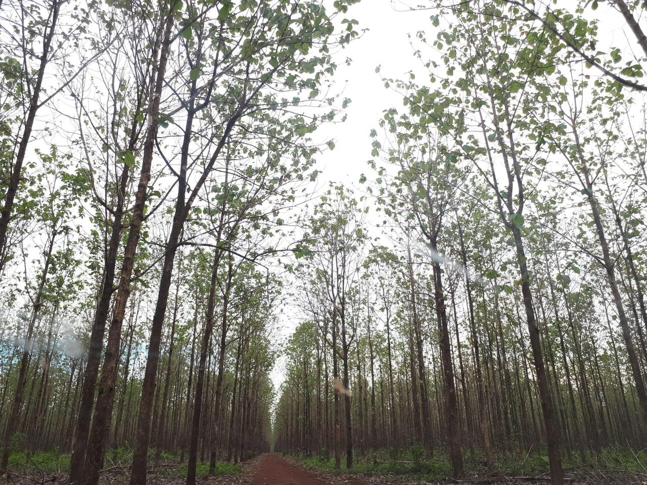 Produtor com floresta plantada para fim comercial precisa se cadastrar no Indea