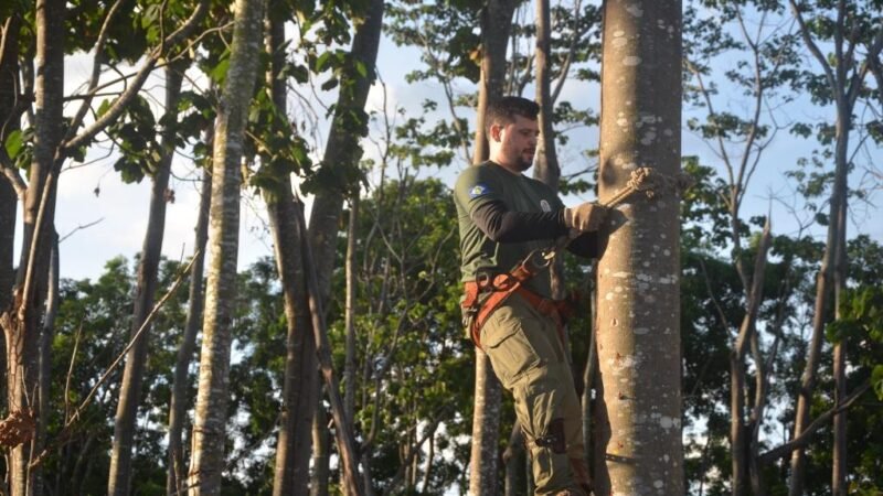 Em parceria com a Sema, Programa REM MT e Instituto Florestal Tropical lançam série de vídeos educativos sobre manejo sustentável de florestas