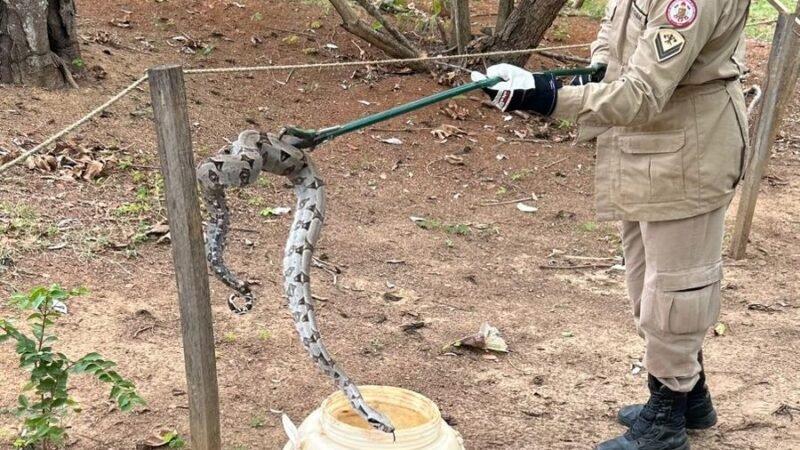 Bombeiros capturam jiboia em quintal de escola em Campo Verde