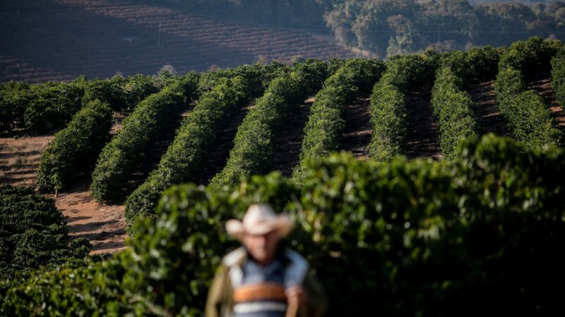 Preço do café arábica atinge maior valor em 30 anos, diz Cepea