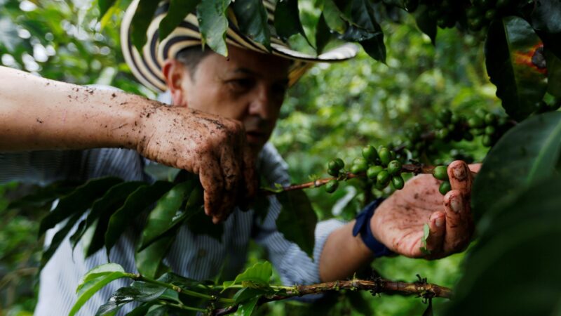 Café arábica retoma trajetória de alta, robusta atinge preço recorde