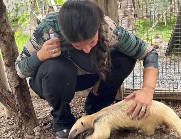 Sema abre cadastro para quem deseja ser guardião de animais silvestres; saiba como se inscrever