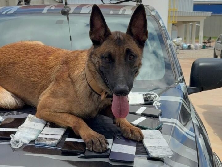 Polícia Penal realiza operação com cães do SOE e apreende 26 celulares no Centro de Ressocialização de Várzea Grande