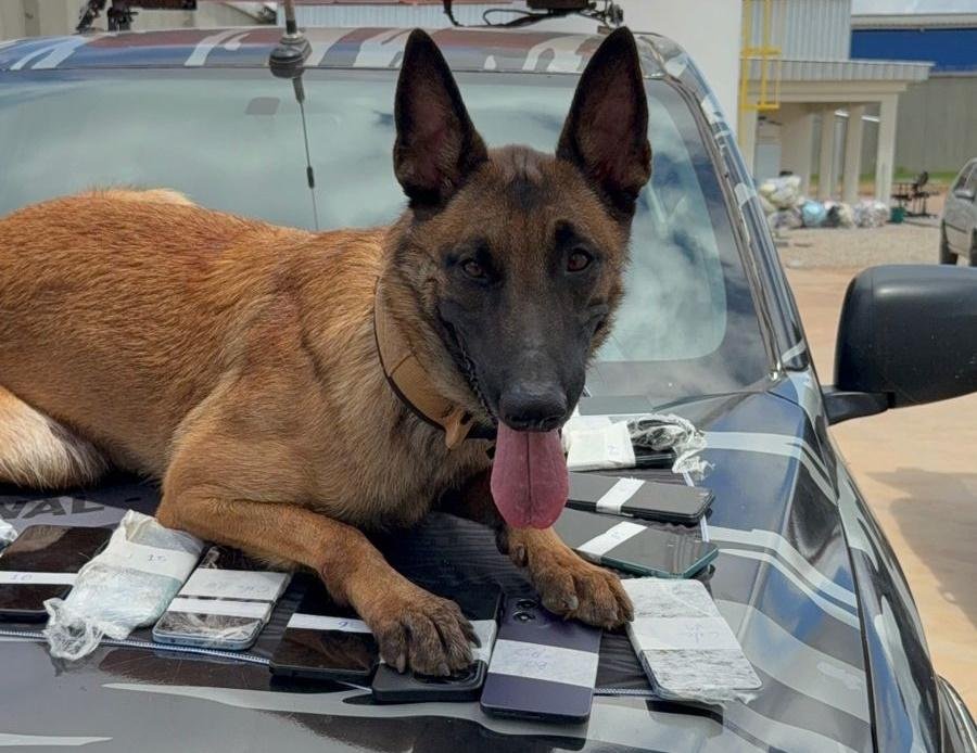 Polícia Penal realiza operação com cães do SOE e apreende 26 celulares no Centro de Ressocialização de Várzea Grande