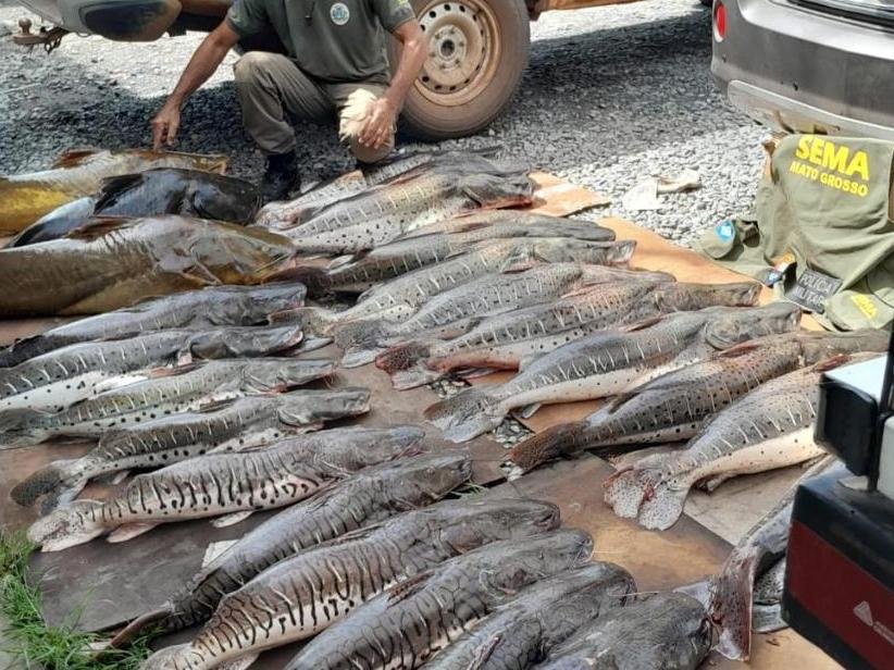 Sema doou 1,2 mil quilos de pescado apreendidos em fiscalizações para 14 instituições beneficentes