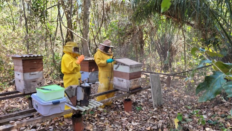Apicultura em Mato Grosso ganha força na agricultura familiar com apoio do Governo do Estado