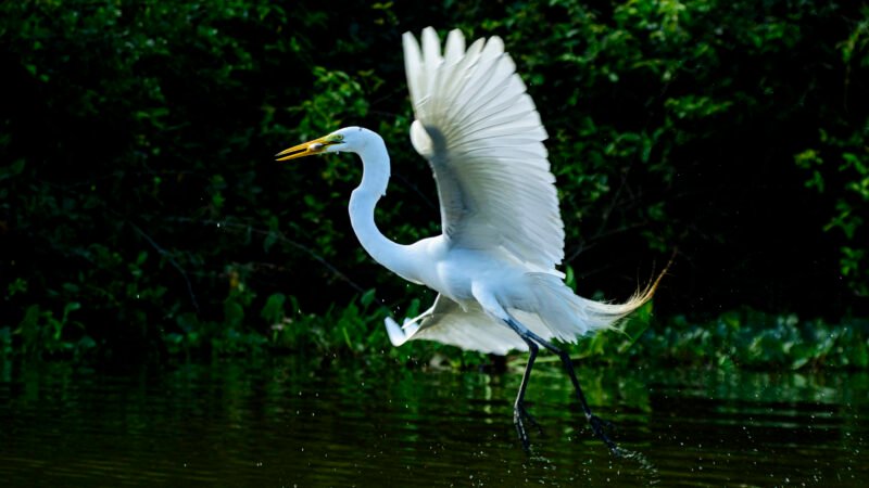 Biodiversidade de Mato Grosso é destaque na maior feira mundial de observação de aves