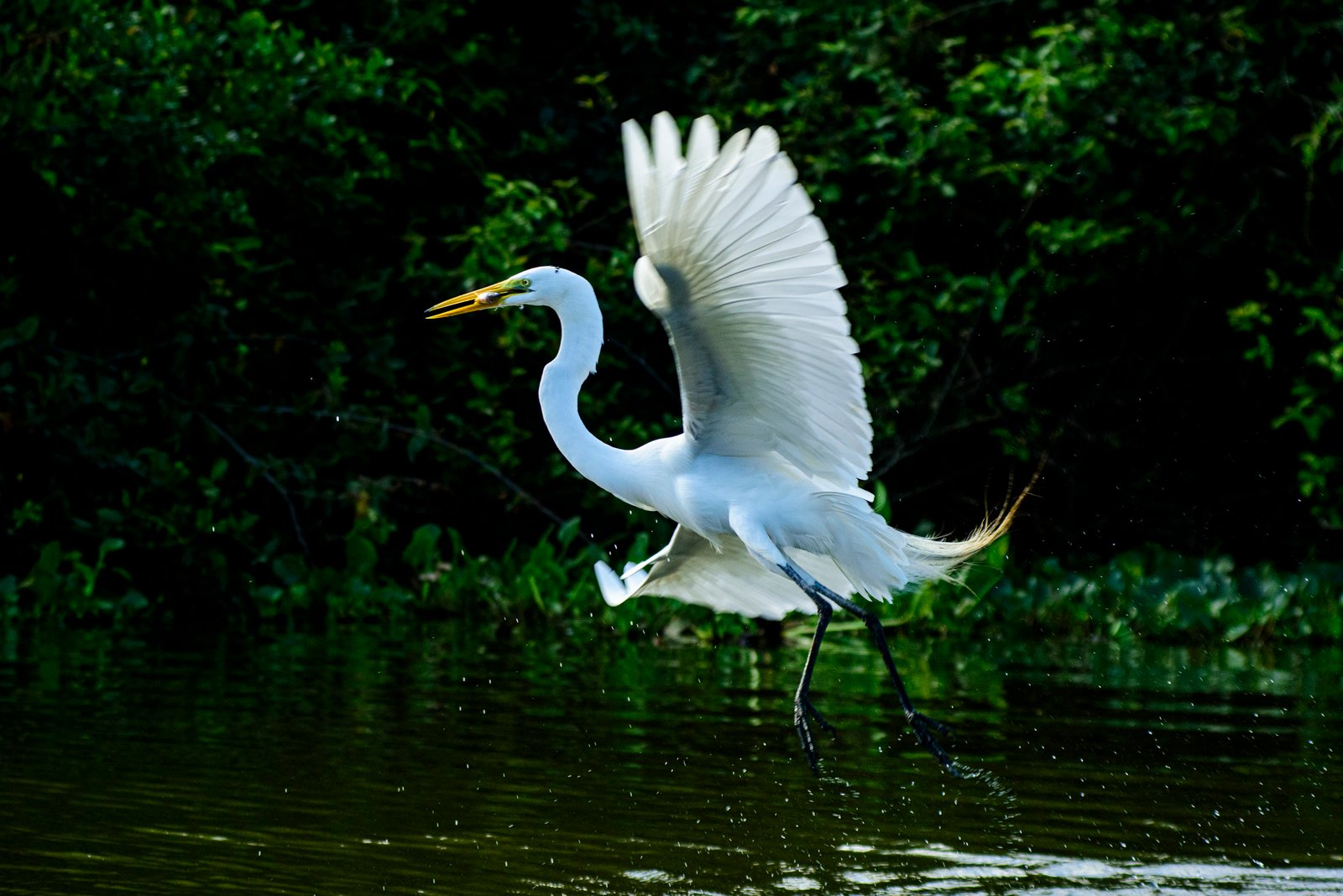 Biodiversidade de Mato Grosso é destaque na maior feira mundial de observação de aves