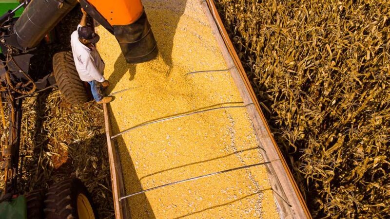 Mato Grosso lidera saldo da balança comercial brasileira no primeiro semestre de 2025