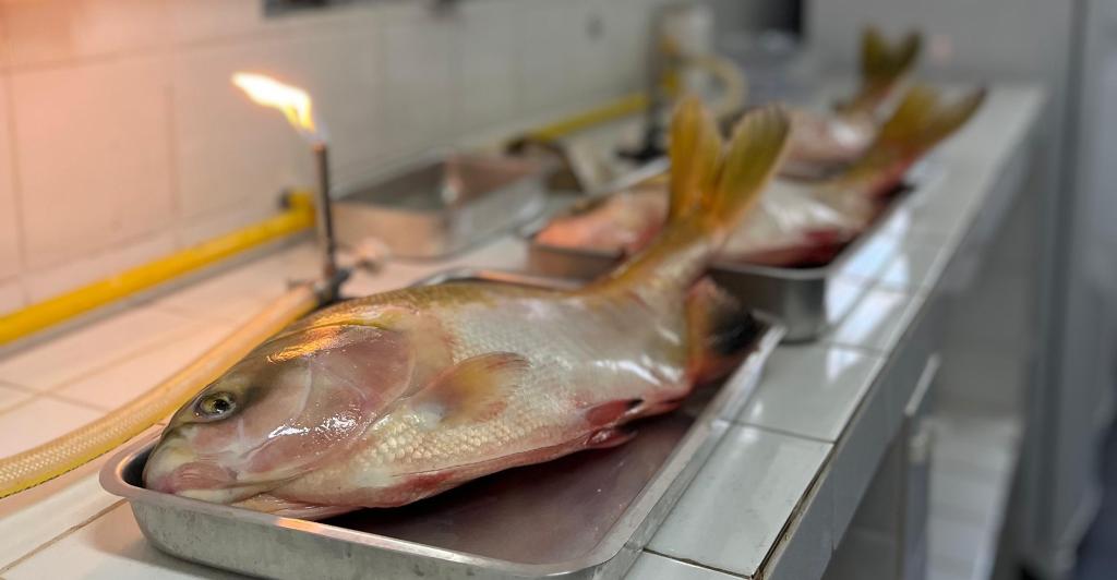 Pesquisadores de Mato Grosso buscam eliminar Salmonella em peixes nativos