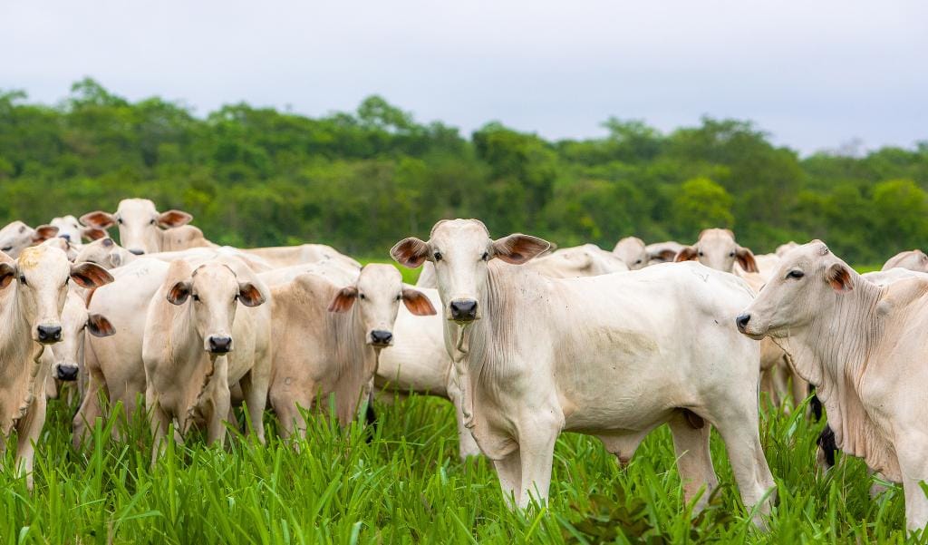 Seis frigoríficos de Mato Grosso são habilitados a exportar carne bovina para a Indonésia