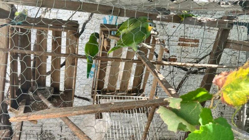 Polícia Civil descobre criadouro ilegal e resgata pássaros silvestres em Várzea Grande