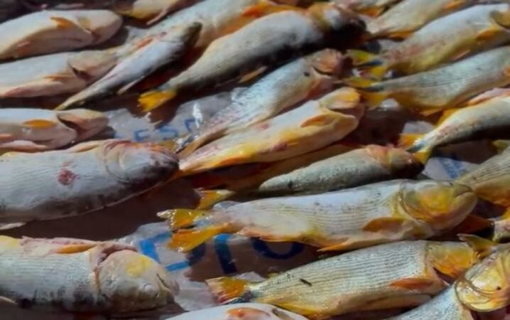 Polícia Militar prende homem com 200 quilos de pescado irregular dentro de carro