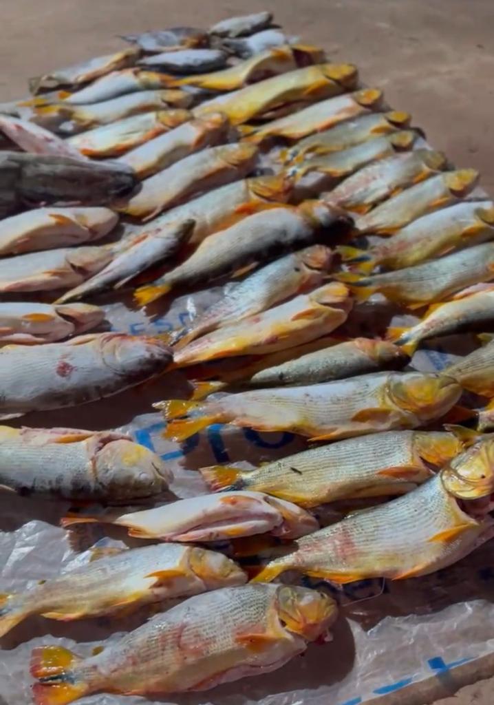 Polícia Militar prende homem com 200 quilos de pescado irregular dentro de carro