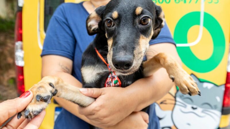 Saúde de Cuiabá realiza “Dia D” da Vacinação Antirrábica no próximo sábado