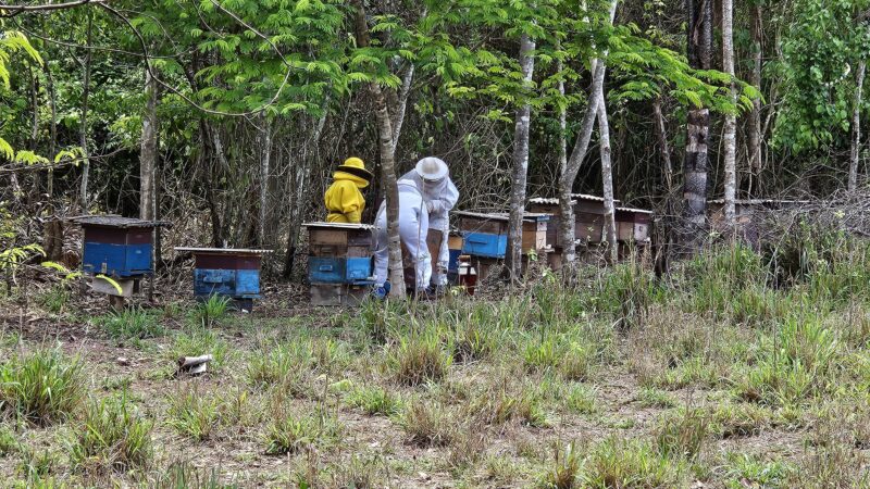 Seaf apoia a produção de mel e Alta Floresta promove integração entre apicultores e meliponicultores da Amazônia Mato-grossense