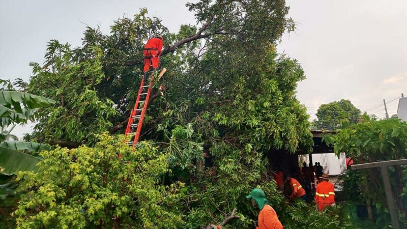 Corpo de Bombeiros remove árvore que caiu em cima de telhado de casa