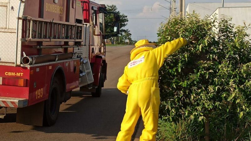 Corpo de Bombeiros remove enxame de marimbondos em árvore na calçada de bairro residencial