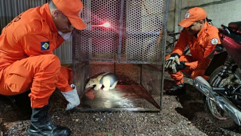 Corpo de Bombeiros resgata tamanduá-mirim que estava em quintal de residência