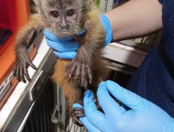 Sema encaminha filhote de macaco-prego resgatado em Alta Floresta para atendimento em clínica veterinária