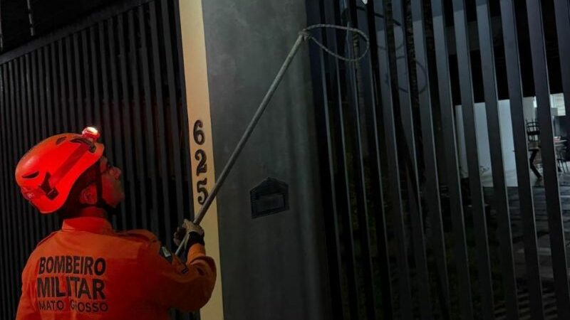 Corpo de Bombeiros resgata gambá e arara-canindé em diferentes municípios