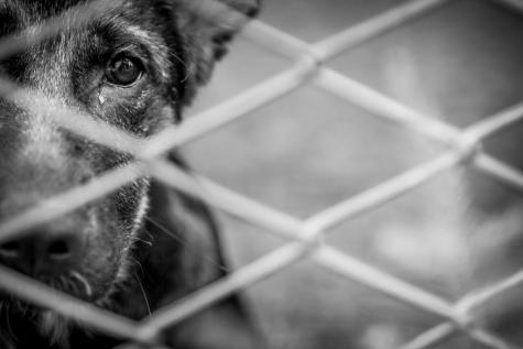 Projeto aumenta pena por maus-tratos a cães e gatos