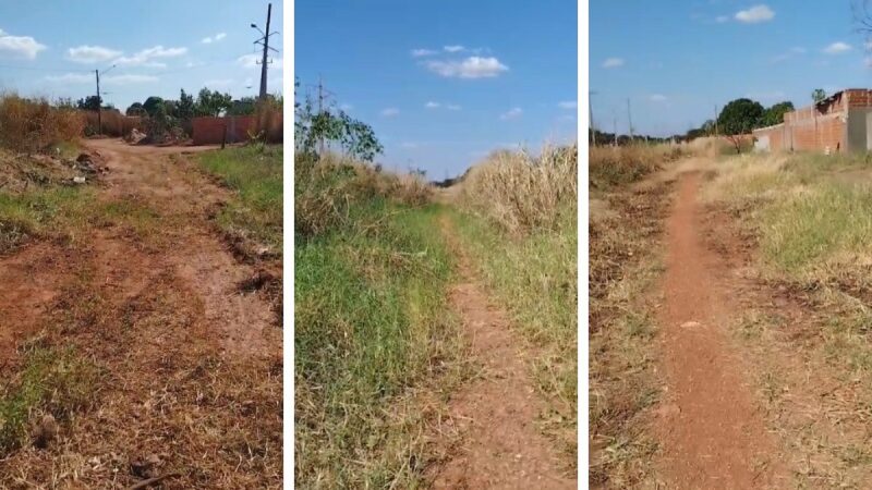 Vegetação invasora bloqueia ruas e isola moradores em bairro de VG